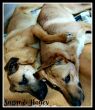 . Sugar and Honey (must be adopted together) .