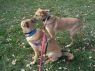 . Sugar and Honey (must be adopted together) .