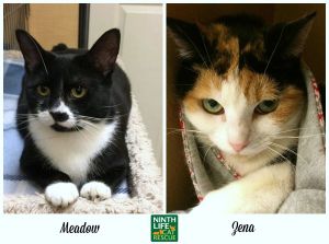 . Meadow & Zena .