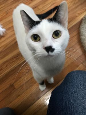 . Buttercup - At Adoption Center .