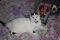 . Buttercup - At Adoption Center .