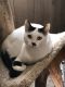 . Buttercup - At Adoption Center .