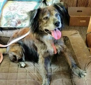 . REHOME - Piper .