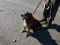 . REHOME - Piper .