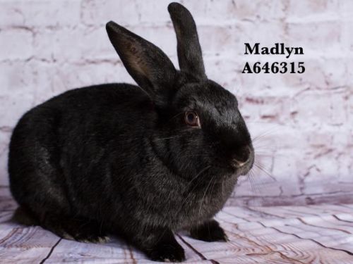 . Madlyn .