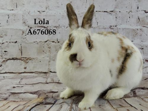 . Lola .