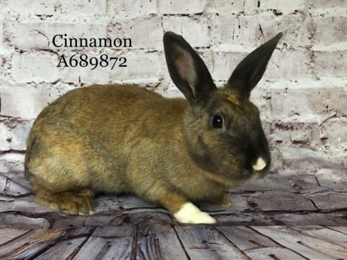 . Cinnamon .