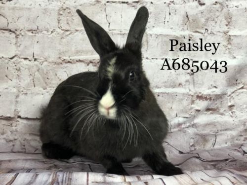 . Paisley .
