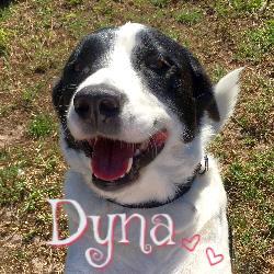 . Dyna .