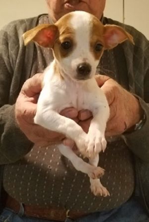 . Lady Dogiva .