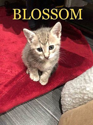 Photo of Blossom