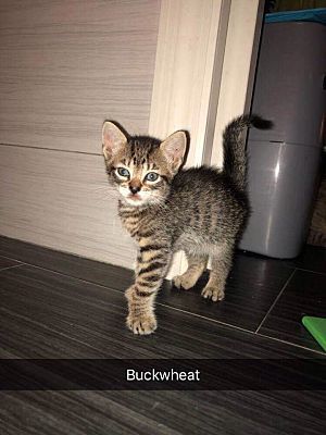 Photo of Buckwheat