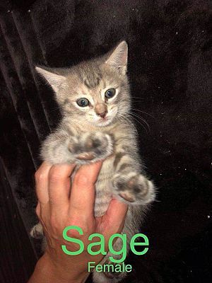 Photo of Sage