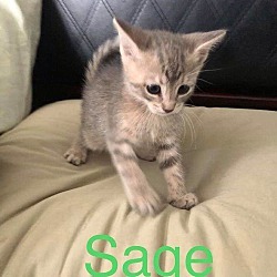 Photo of Sage