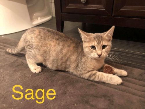 Photo of Sage