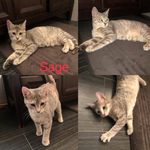 Photo of Sage