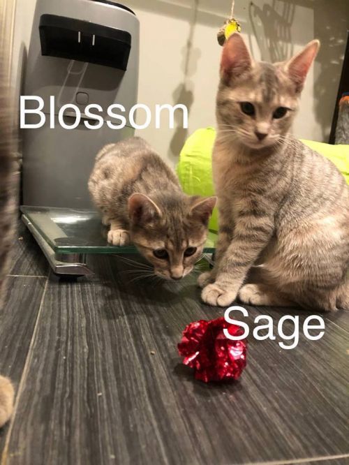 Photo of Sage