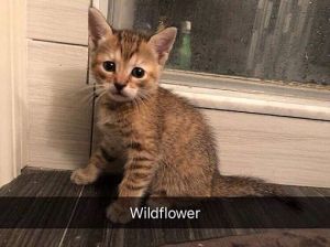 Photo of Wildflower