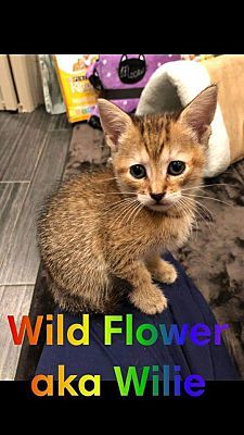 Photo of Wildflower