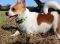 . SAUSAGE DOG (short and compact) .