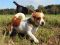 . SAUSAGE DOG (short and compact) .
