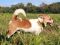. SAUSAGE DOG (short and compact) .