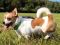 . SAUSAGE DOG (short and compact) .