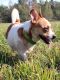 . SAUSAGE DOG (short and compact) .