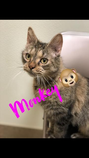 . Monkey! .