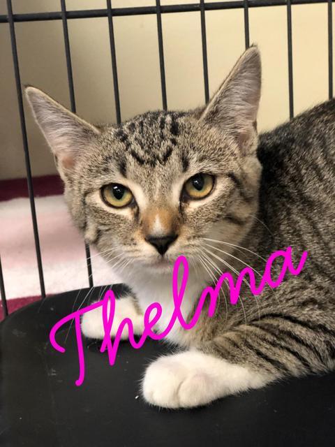 . Thelma! Kitten! .