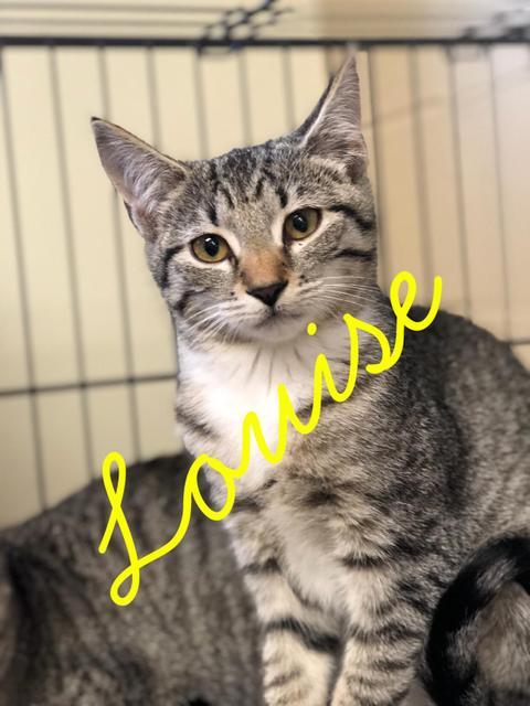 . Louise! Kitten! .