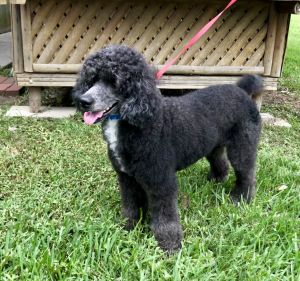 Available Dogs Nano