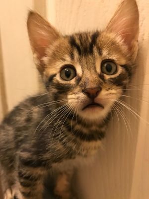 . Nemo-ADOPTED! .