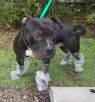 . Freddie - pocket bully .
