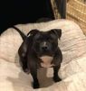 . Freddie - pocket bully .