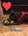 . Freddie - pocket bully .