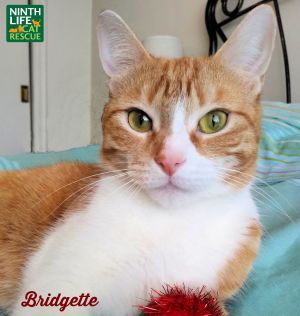 . Bridgette .