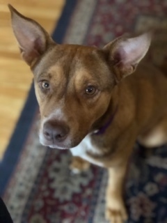 . Lassie .