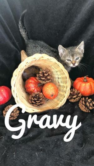 . Gravy (Thanks) .