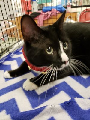 . Maverick-ADOPTED! .