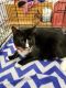 . Maverick-ADOPTED! .