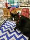 . Maverick-ADOPTED! .
