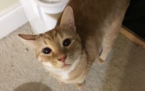. Tigglet .