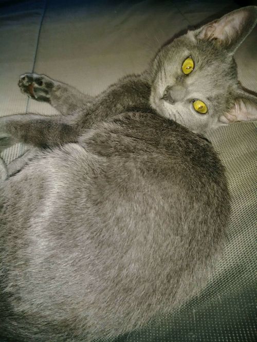 . Luna .