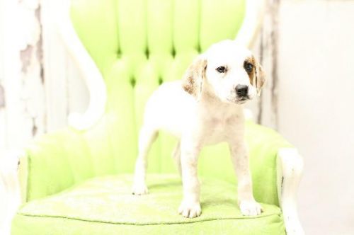 View Our Dogs Spca Of East Texas