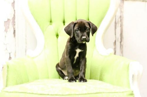 View Our Dogs Spca Of East Texas