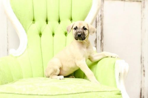 View Our Dogs Spca Of East Texas