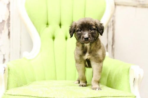View Our Dogs Spca Of East Texas