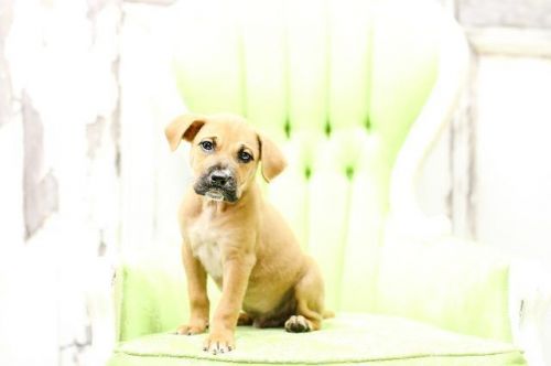 View Our Dogs Spca Of East Texas