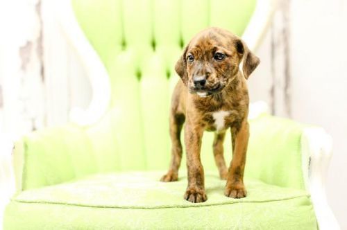 View Our Dogs Spca Of East Texas